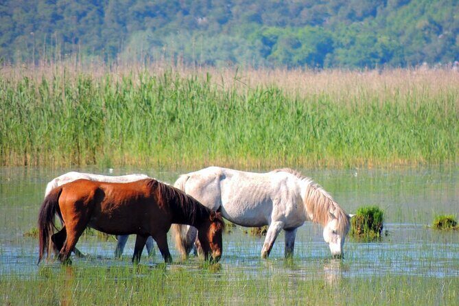 Podgorica Historic, Safari and Winery tour - Skadar lake and River Crnojevica - Biševina for Wild Horses: The “Safari” Moment