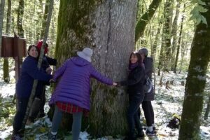 Private Full-Day Tour in Moraca and Tara Canyons, Durmitor & Biogradska Gora NP - Biogradska Gora National Park: a calm primeval forest walk